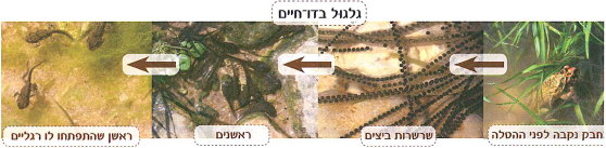 (בספר שלוש תמונות, היעזר במנחה)